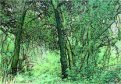 Small creek forest on Viejas Mtn.